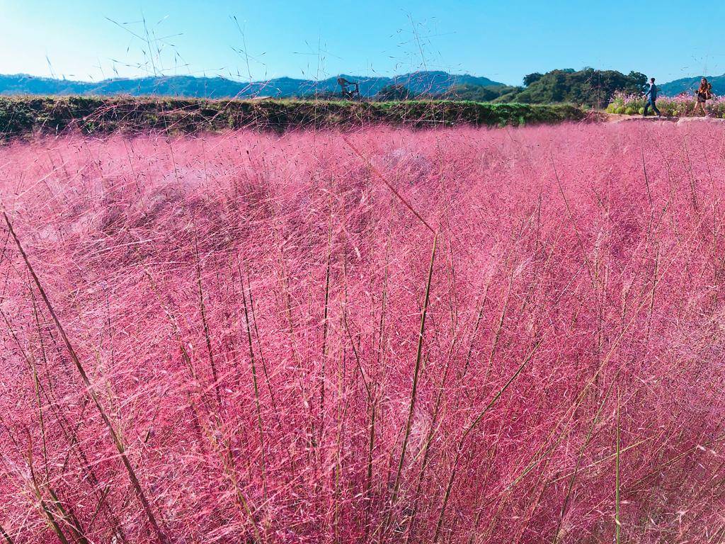 (團號:NR-01) 2024 浪漫粉紅芒草+隱世新寵打卡點+任食紅蟹貝肉類+星空圖書館美食一天團