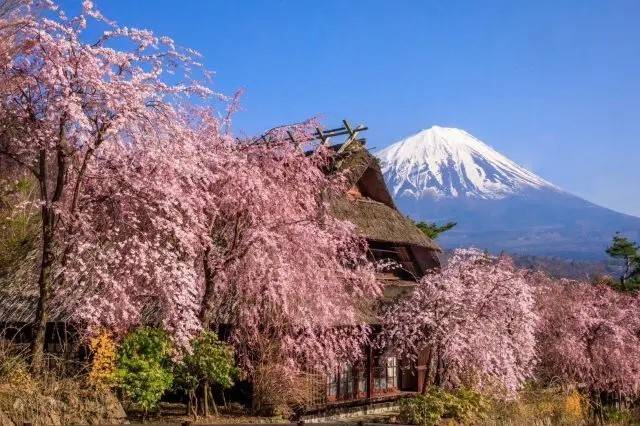 櫻色富士山河口湖-西湖-櫻花合掌村一天團【西湖療癒之鄉根場櫻花◎淺間神社◎忍野八海◎日川時計店】KTF-01H2★東京出發