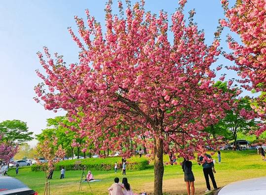 (團號 : ES-01) 隱世皇櫻花秘境·高空展望·Premium草莓·療癒瀑布Café 1天團