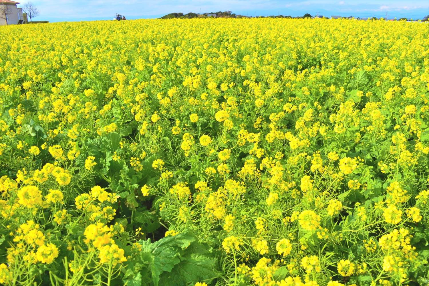 東京  鎌倉 三浦海岸  河津櫻花祭、油菜花1天團【長井海手公園，三崎港市場, 横須賀市Dobu板通商店街，横須賀軍港 】(KTM-01H02)