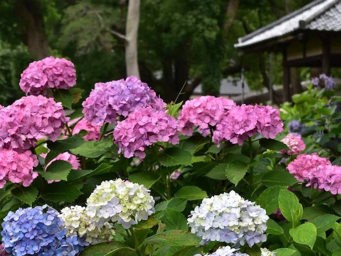 大阪紫陽花祭一天團-[  藤森神社-紫陽花之苑」、 勝尾寺、 美山町、三田OUTLET] (KOM-01N2)