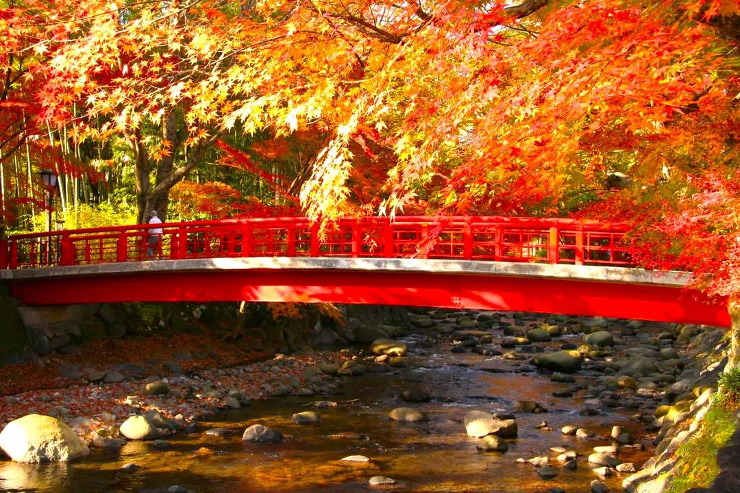 東京出發◆紅葉賞楓名所◆伊豆半島一天遊【獨鈷之湯溫泉足浴- 修善寺溫泉街 ▎小田原漁港-海鮮市場 ▎熱海銀座商店街 】(KTI-01A)