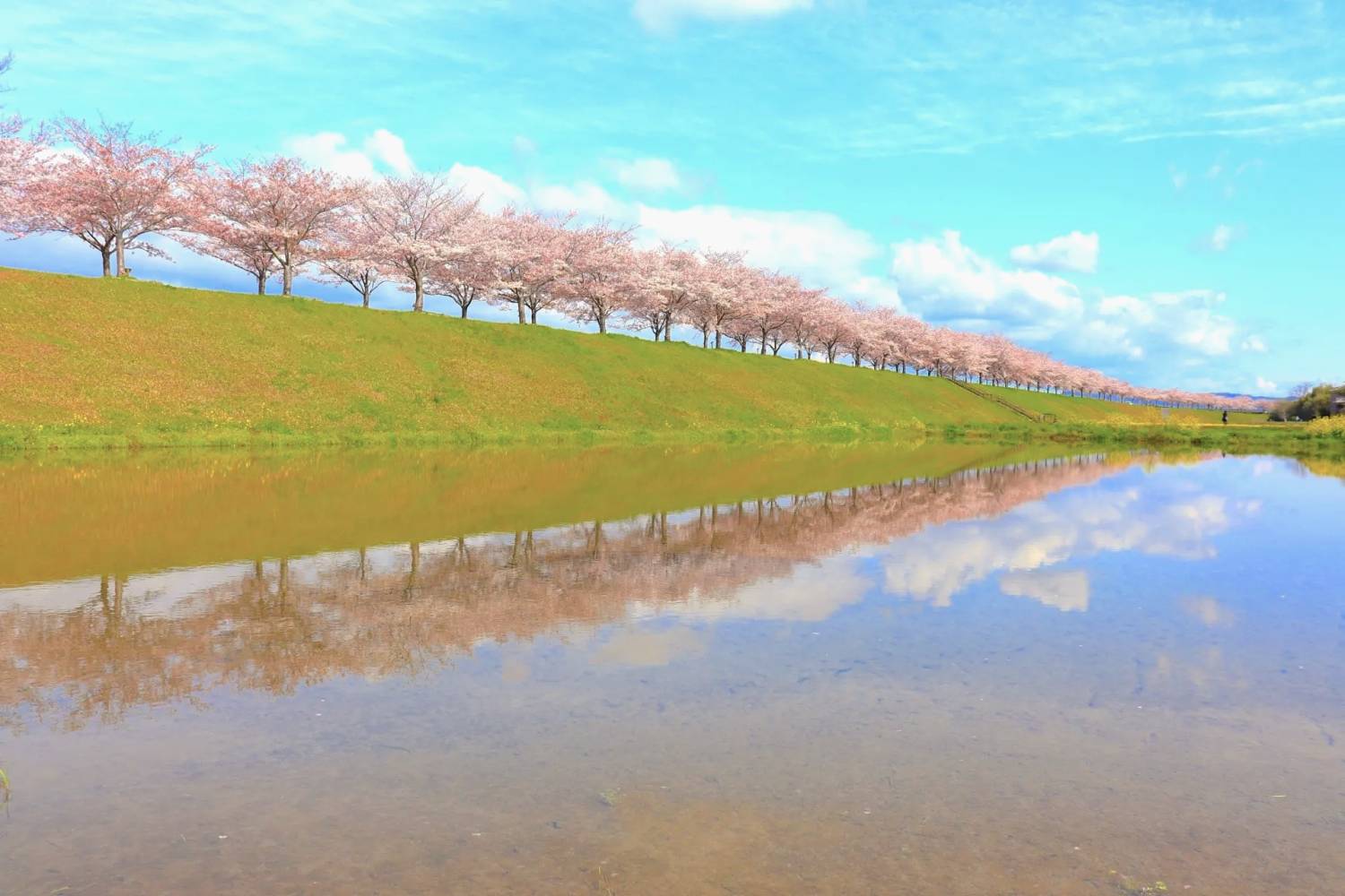 大阪賞櫻一天團-勝尾寺、 加古川堤防左岸、箕面瀑布、三田OUTLET(KOM-01H)