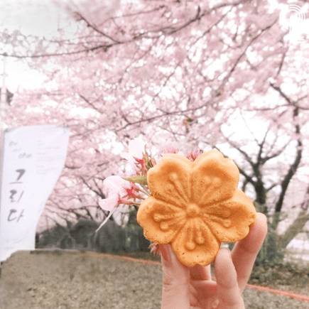 (團號 : JH-01) 草莓農場＋鎮海慶和火車站+余佐川櫻花道 之旅 1天團