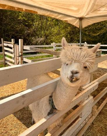 (團號 : HP-01/26) <一人成團> 香甜水蜜桃 × 人氣 Luge滑板車 × 草泥馬樂園一天團