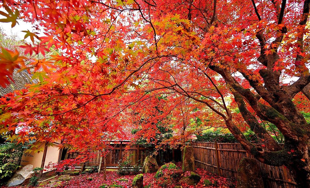 大阪出發◆紅葉賞楓名所秘境◆琵琶湖一天遊【牧野町杉木道 ▎長濱市雞足寺   】(KOB-01A)