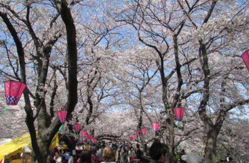 東京  賞櫻果園1天團【櫻花・油菜花名所-幸手權現堂公園、佐野outlet、草莓果園體驗】(KTT-01H)