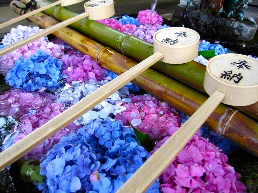 大阪紫陽花祭一天團-[  藤森神社-紫陽花之苑」、 勝尾寺、 美山町、三田OUTLET] (KOM-01N2)