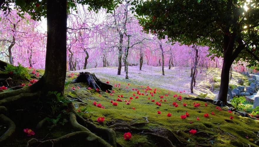 大阪宇治賞梅花椿花 1天團[城南宮-「源氏物語花庭園」、平等院-表參道,紫式部雕像、宇治抹茶街] KOU-01H