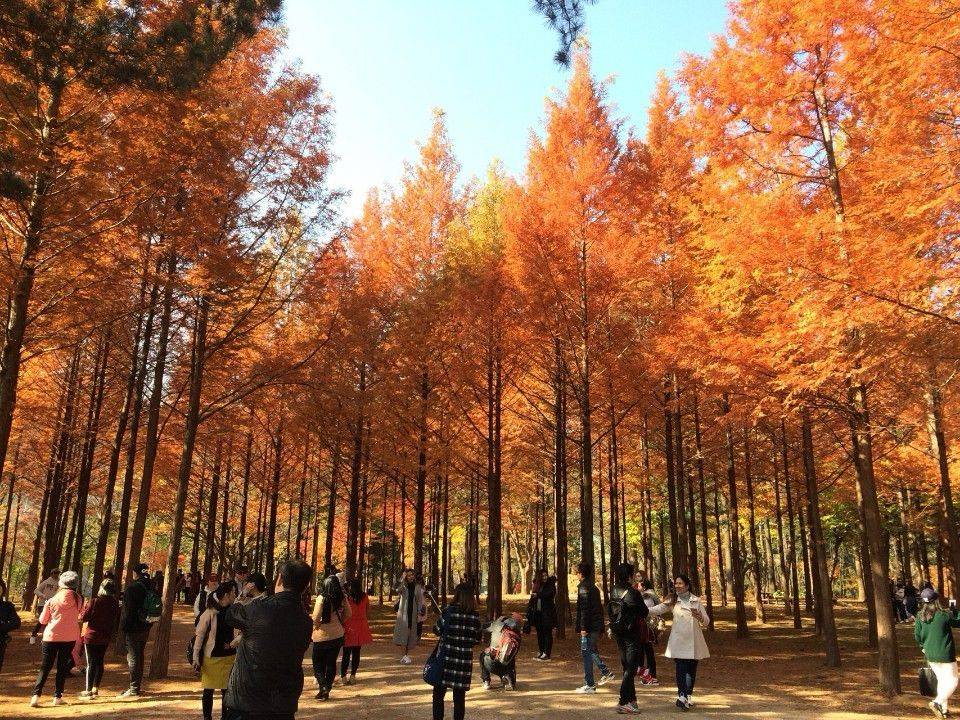 (團號:NC-01) (限額買一送一優惠) 首爾出發 春川三岳山湖水纜車,南怡島紅葉，傳統茶屋 一天團