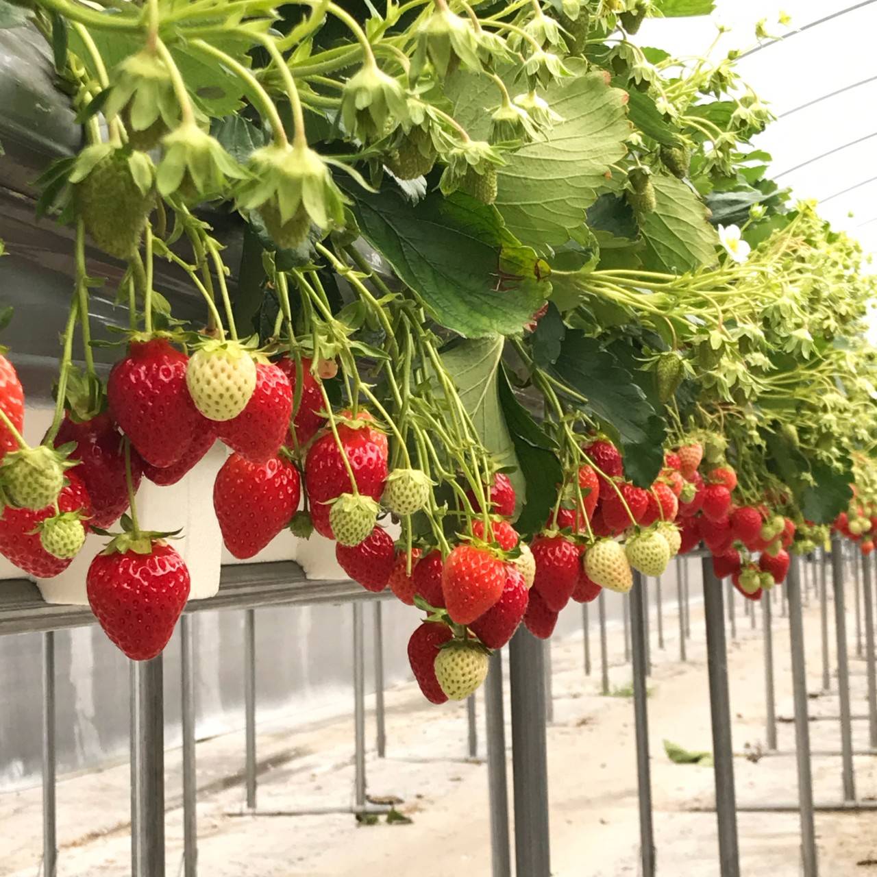 (團號 : QH-01) 油菜花祝祭·隱藏版拍攝聖地·高空展望·Premium草莓 1天團