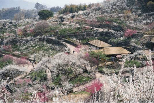 (團號 : QG-01) 春日限定<全州韓屋村> +「韓國之春，從光陽梅花村開始」光阳春韵·梅花盛宴之旅 1天團