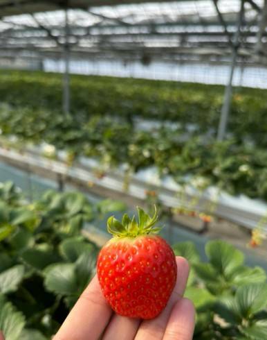 (團號 : HC-01) 超人氣草莓體驗+人氣爆燈Luge+風物市場+離北韓最近的咖啡廳 1天團