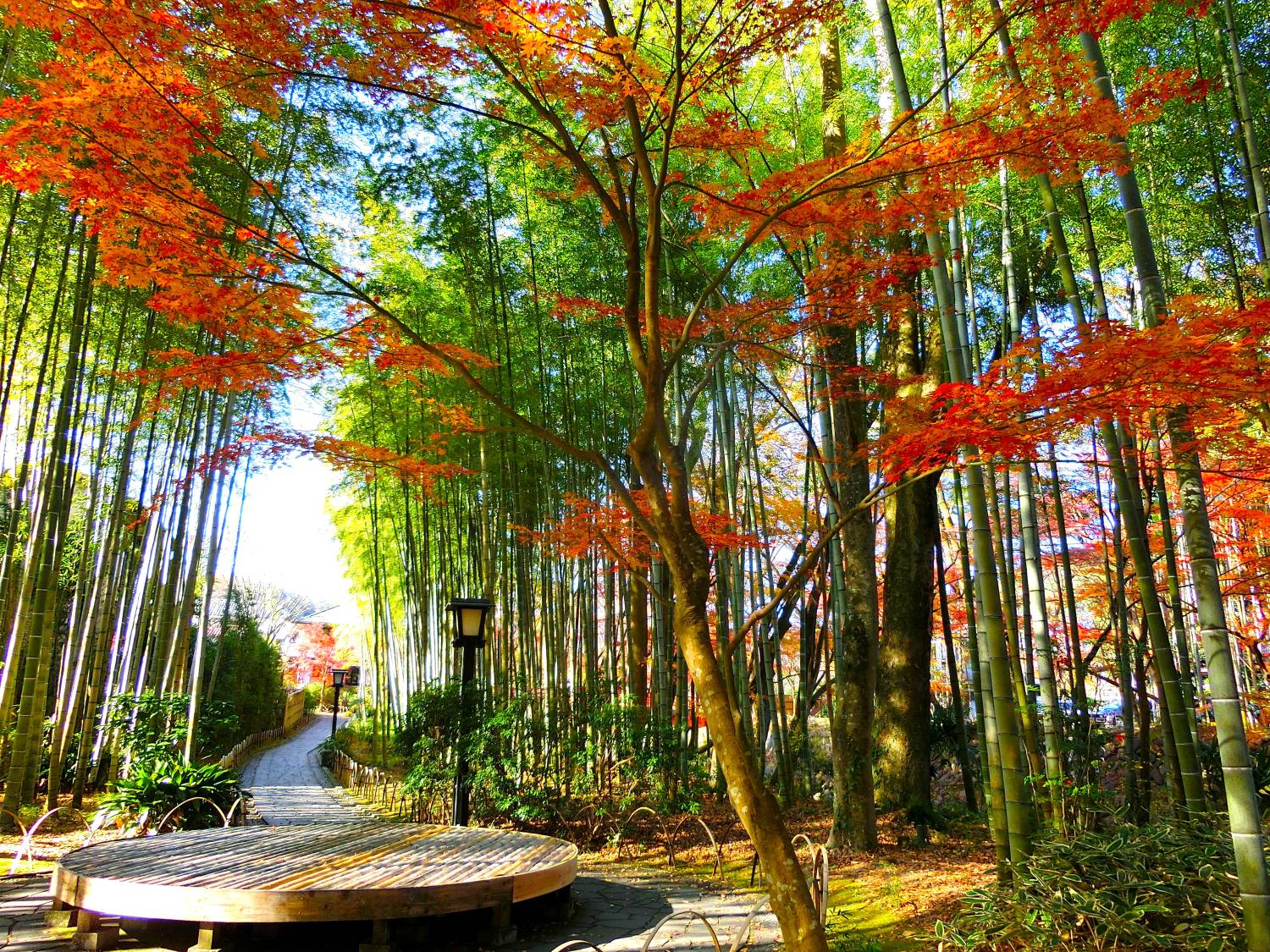 東京出發◆紅葉賞楓名所◆伊豆半島一天遊【獨鈷之湯溫泉足浴- 修善寺溫泉街 ▎乘特色吊車登上自然遺產大室山   】(KTI-01A)