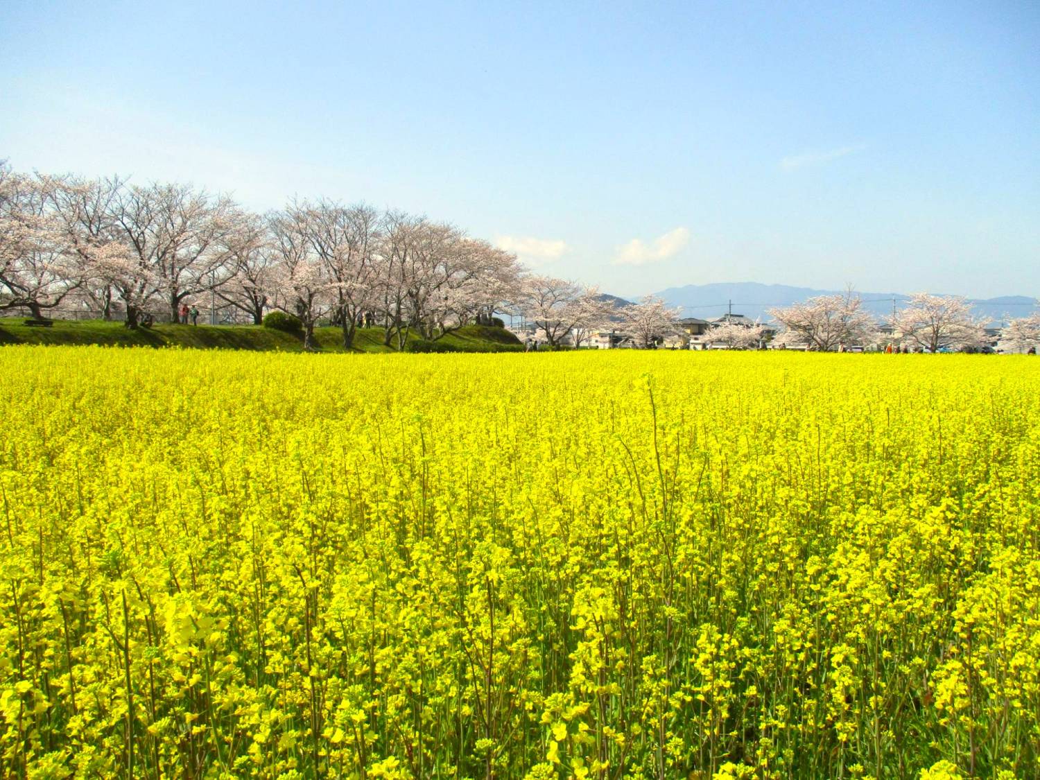 大阪 吉野山千本櫻 1天團(全球最大無印MUJI,櫻花與油菜花- 藤原宮遺蹟) KON-01H