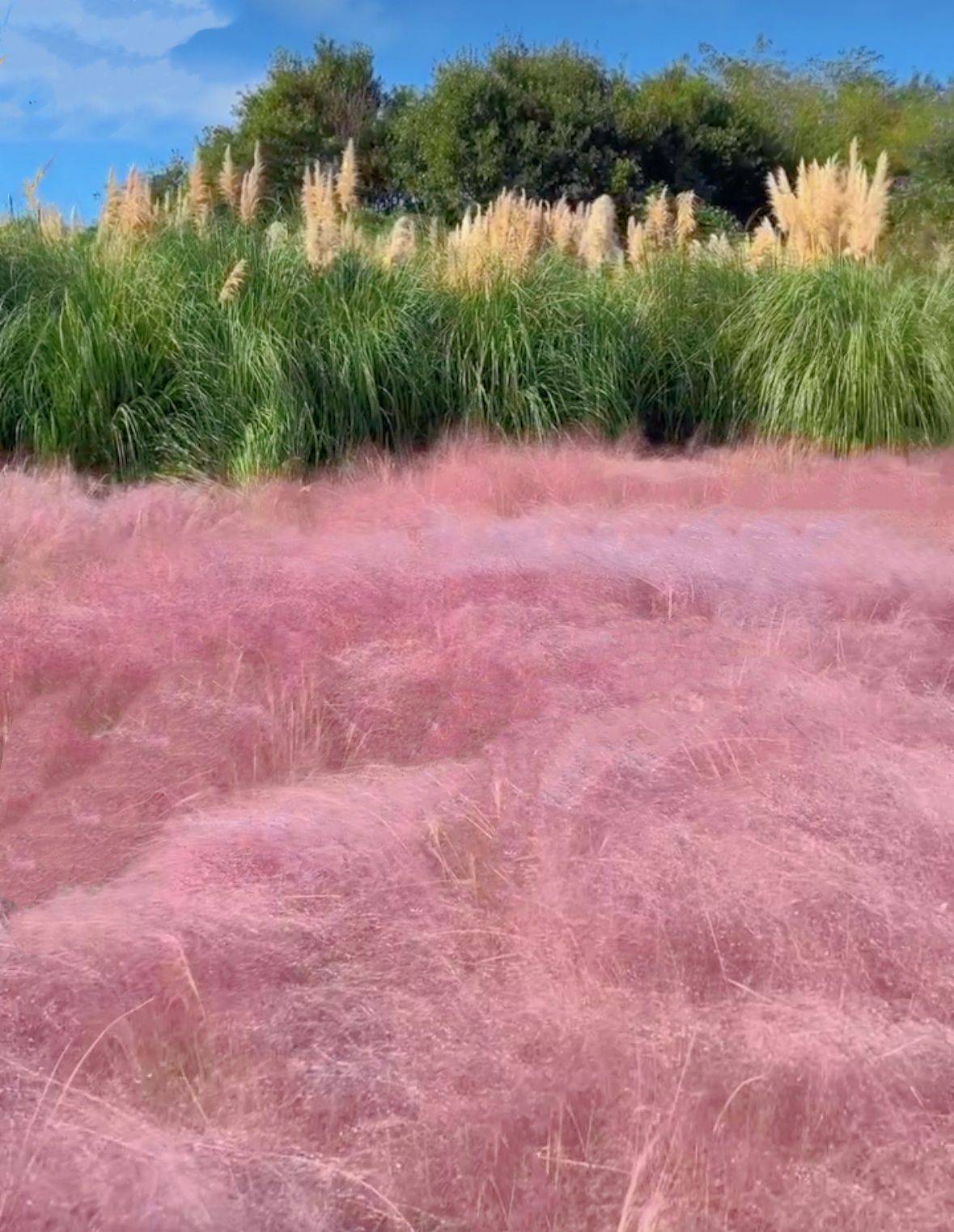 (團號:PC-01)首爾出發 全新秋天打卡必去 粉紅亂子草 巨型芒草公園+海上展望台+美式情懷海景咖啡廳一天團