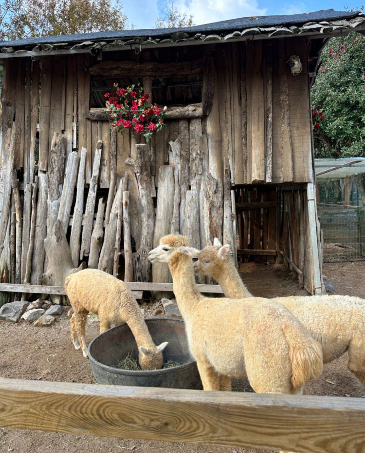 (團號:PC-01)首爾出發 全新秋天打卡必去 粉紅亂子草 巨型芒草公園+海上展望台+美式情懷海景咖啡廳一天團