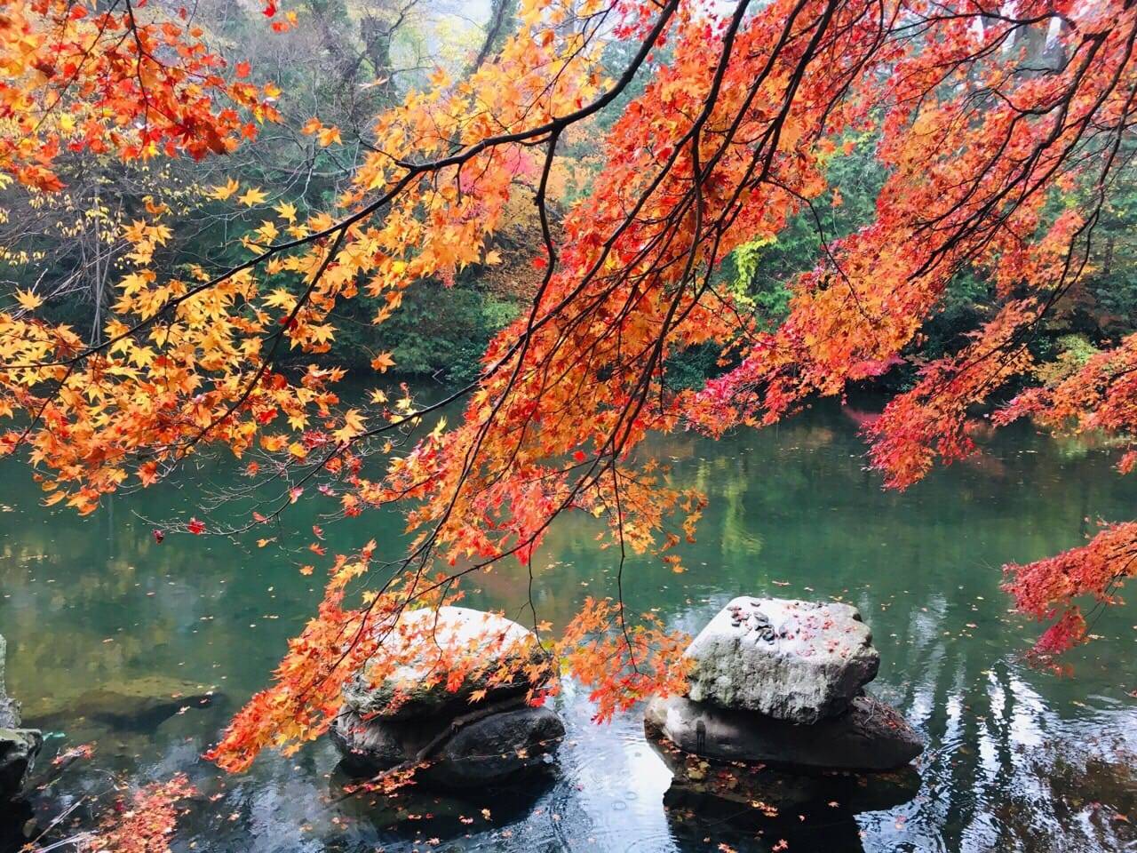 (團號:NJD-01) (10月&11月 限額買一送一) 東內藏山 最新楓葉公園 一天團