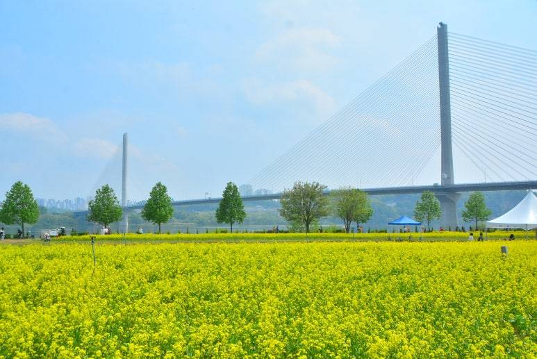 (團號 : QH-01) 油菜花祝祭·隱藏版拍攝聖地·高空展望·Premium草莓 1天團