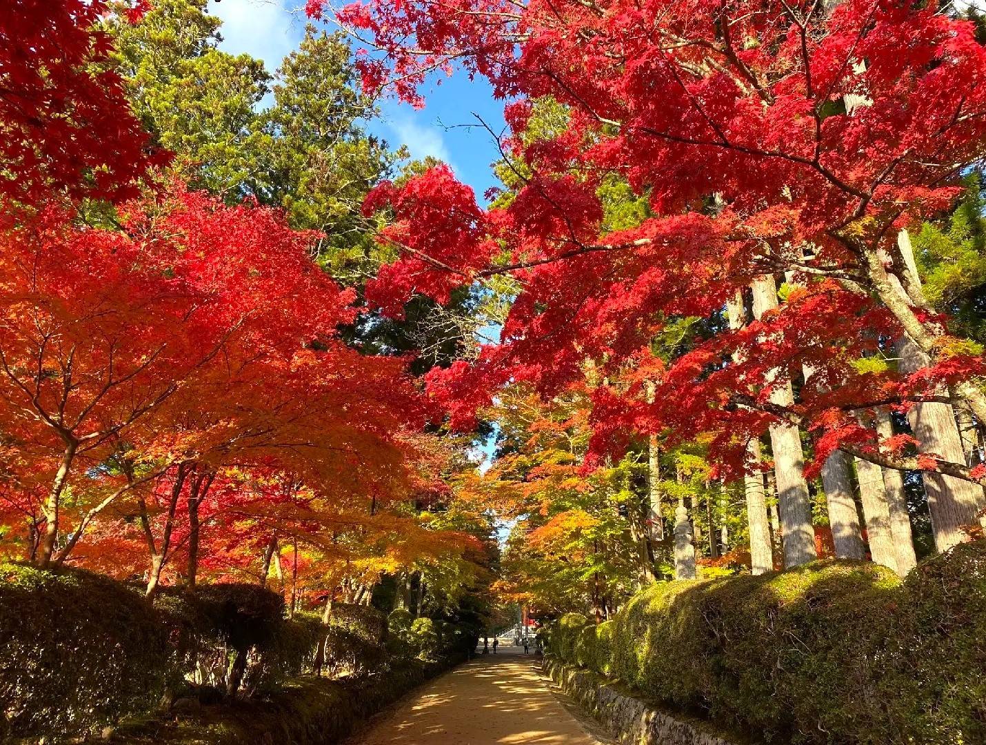 大阪出發◆和歌山+高野山-關西最早的楓紅葉勝地，紀三井寺，黒潮市場，貓貓站長車站 一天遊(KOW-01)