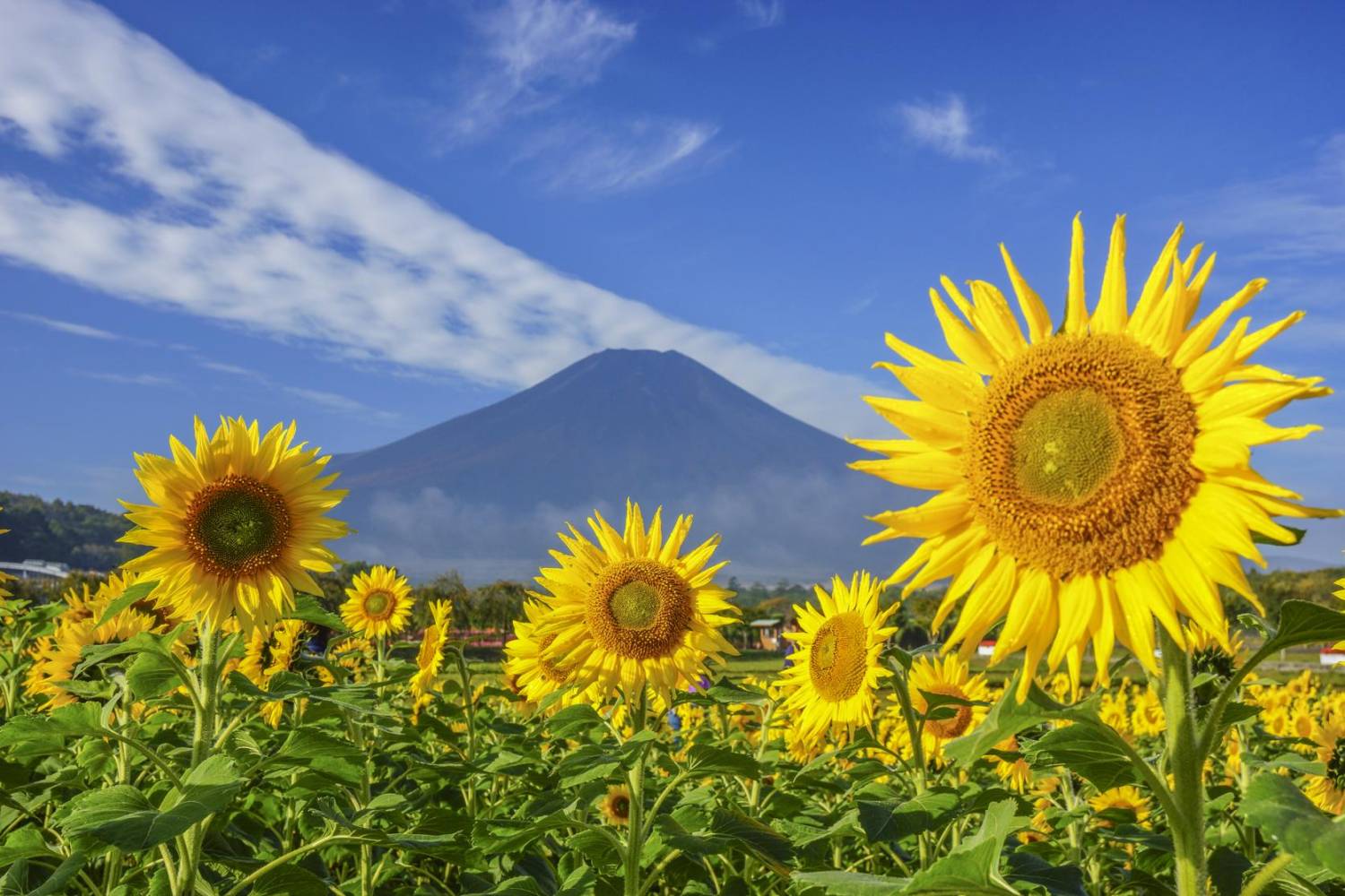 東京 出發- 富士山絕景任食桃/巨峰一天團【河口湖/山中湖花海、山梨縣名物水蜜桃巨峰果園體驗 、新倉山浅間公園】(KTF-01N)