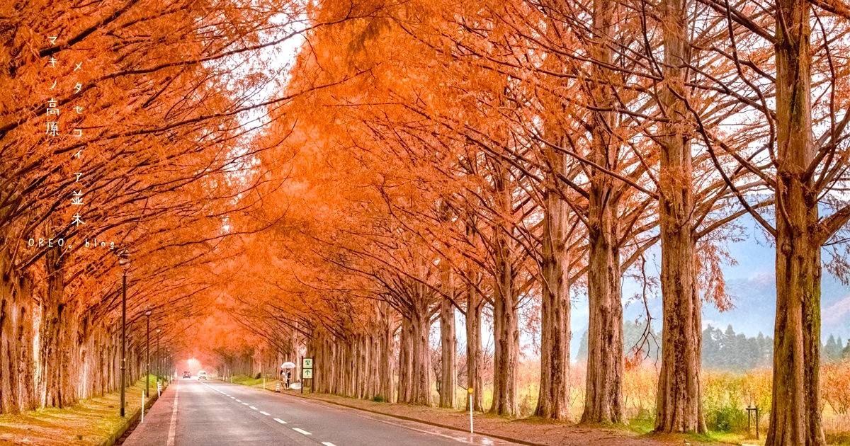 大阪出發◆紅葉賞楓名所秘境◆琵琶湖一天遊【牧野町杉木道 ▎長濱市雞足寺   】(KOB-01A)