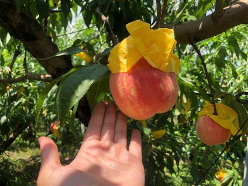 (團號 : HP-01/26) <一人成團> 香甜水蜜桃 × 人氣 Luge滑板車 × 草泥馬樂園一天團