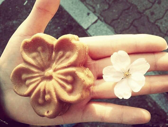 (團號 : JH-01) 草莓農場＋鎮海慶和火車站+余佐川櫻花道 之旅 1天團