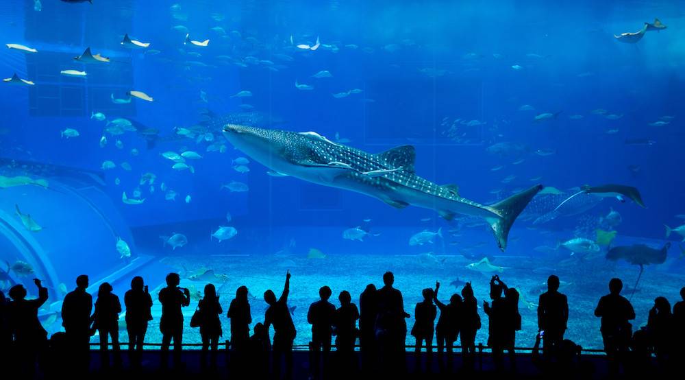 沖繩花火祭典一天團【萬座毛◎海洋博公園◎】KOH-01