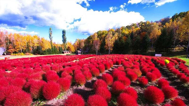 札幌出發 洞爺湖煙花大會二天遊【6000株掃帚草、安膝忠雄頭大佛、紅葉祕景神仙沼、定山溪、支笏湖畔、洞爺湖露天溫泉、北海道、蘋果園任食放題】KHT-02A