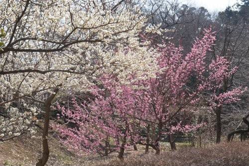 東京水戶梅花祭 1天團(大洗磯前神社、那珂湊漁港、偕楽園) KTM-01H
