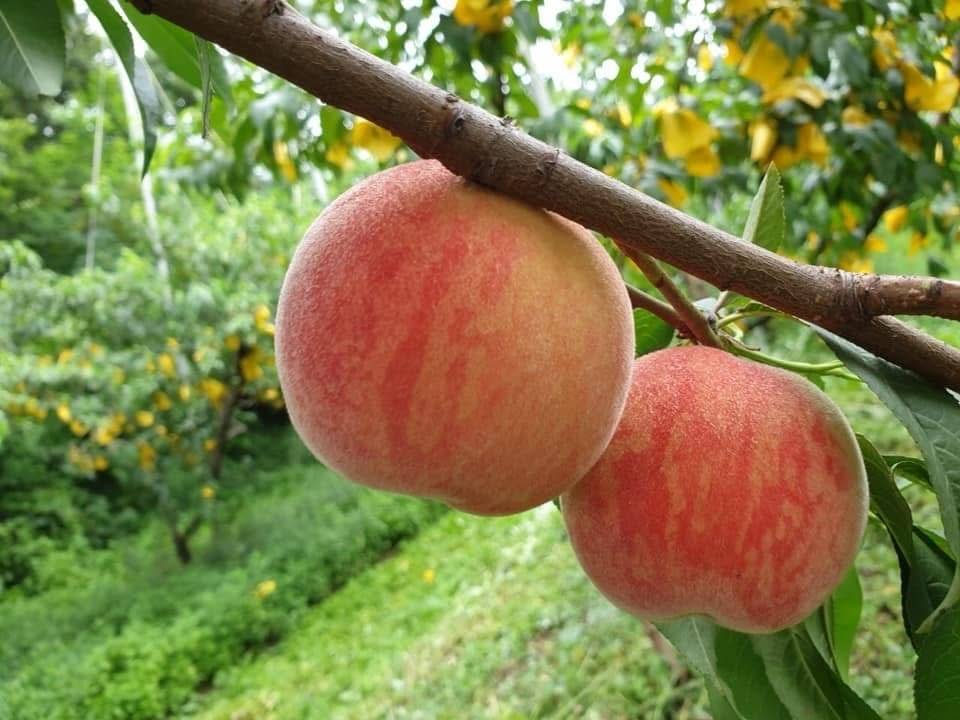 (團號 : HP-01/26) <一人成團> 香甜水蜜桃 × 人氣 Luge滑板車 × 草泥馬樂園一天團