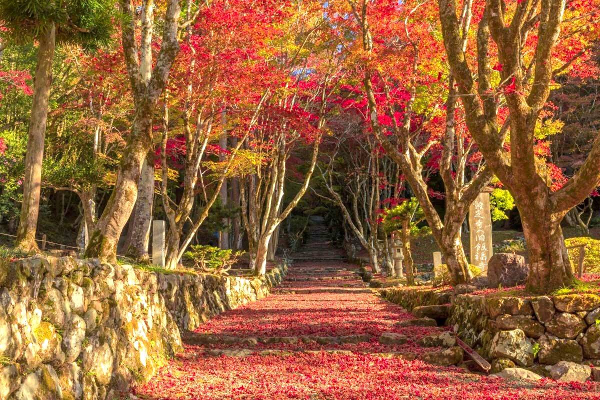 大阪出發◆紅葉賞楓名所秘境◆琵琶湖一天遊【牧野町杉木道 ▎長濱市雞足寺 ▎近江八幡市 教林坊  】(KOB-01A)