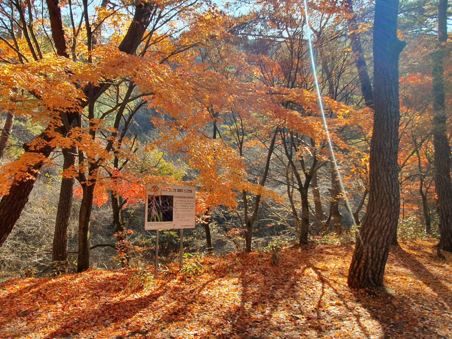 (團號:MT-01) (10月&11月份) 追楓葉銀杏韓劇美景拍攝地健行 一天團