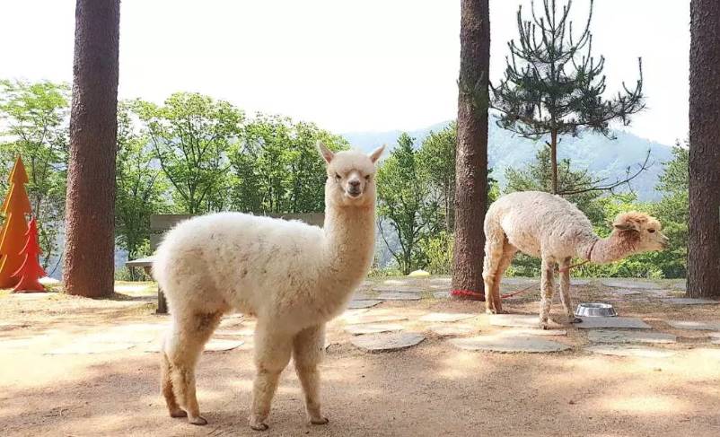 (團號 : HP-01/26) <一人成團> 香甜水蜜桃 × 人氣 Luge滑板車 × 草泥馬樂園一天團