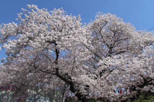 東京  賞櫻果園1天團【櫻花・油菜花名所-幸手權現堂公園、佐野outlet、草莓果園體驗】(KTT-01H)