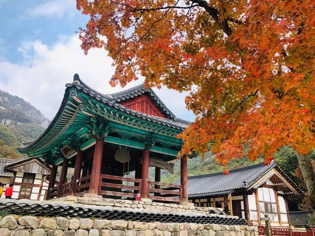 (團號:NJ-01) (10月&11月份) 2024全新內藏山內藏寺紅葉慶典一天團