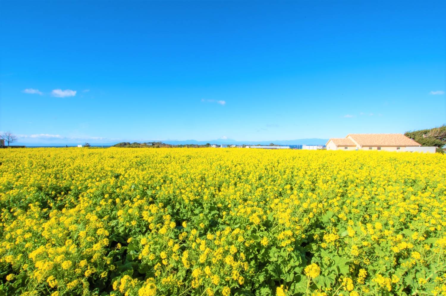 東京  鎌倉 三浦海岸  河津櫻花祭、油菜花1天團【長井海手公園，三崎港市場, 横須賀市Dobu板通商店街，横須賀軍港 】(KTM-01H02)