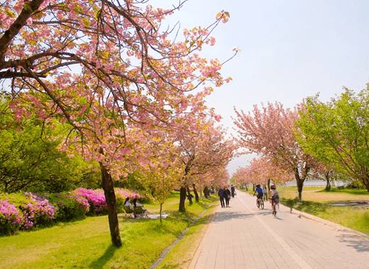 (團號 : ES-01) 隱世皇櫻花秘境·高空展望·Premium草莓·療癒瀑布Café 1天團