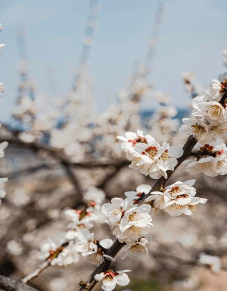 (團號 : QG-01) 春日限定<全州韓屋村> +「韓國之春，從光陽梅花村開始」光阳春韵·梅花盛宴之旅 1天團