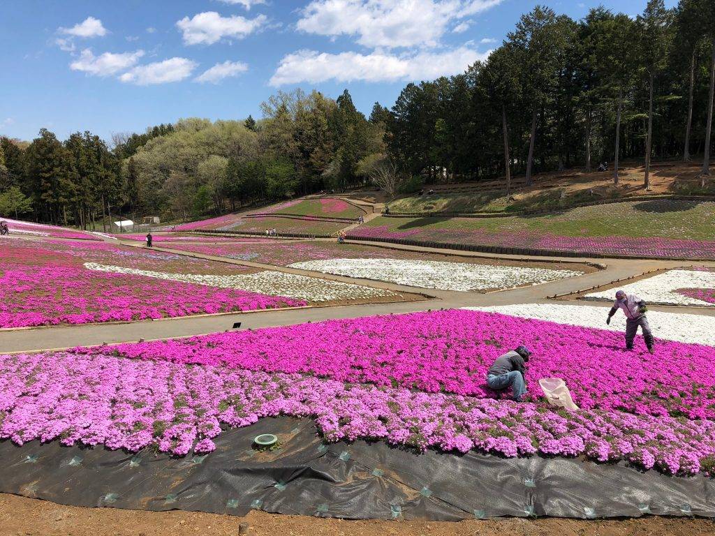 東京芝櫻羊山公園一天團 (花園OUTLET, 草莓果園體驗) KTC-01H