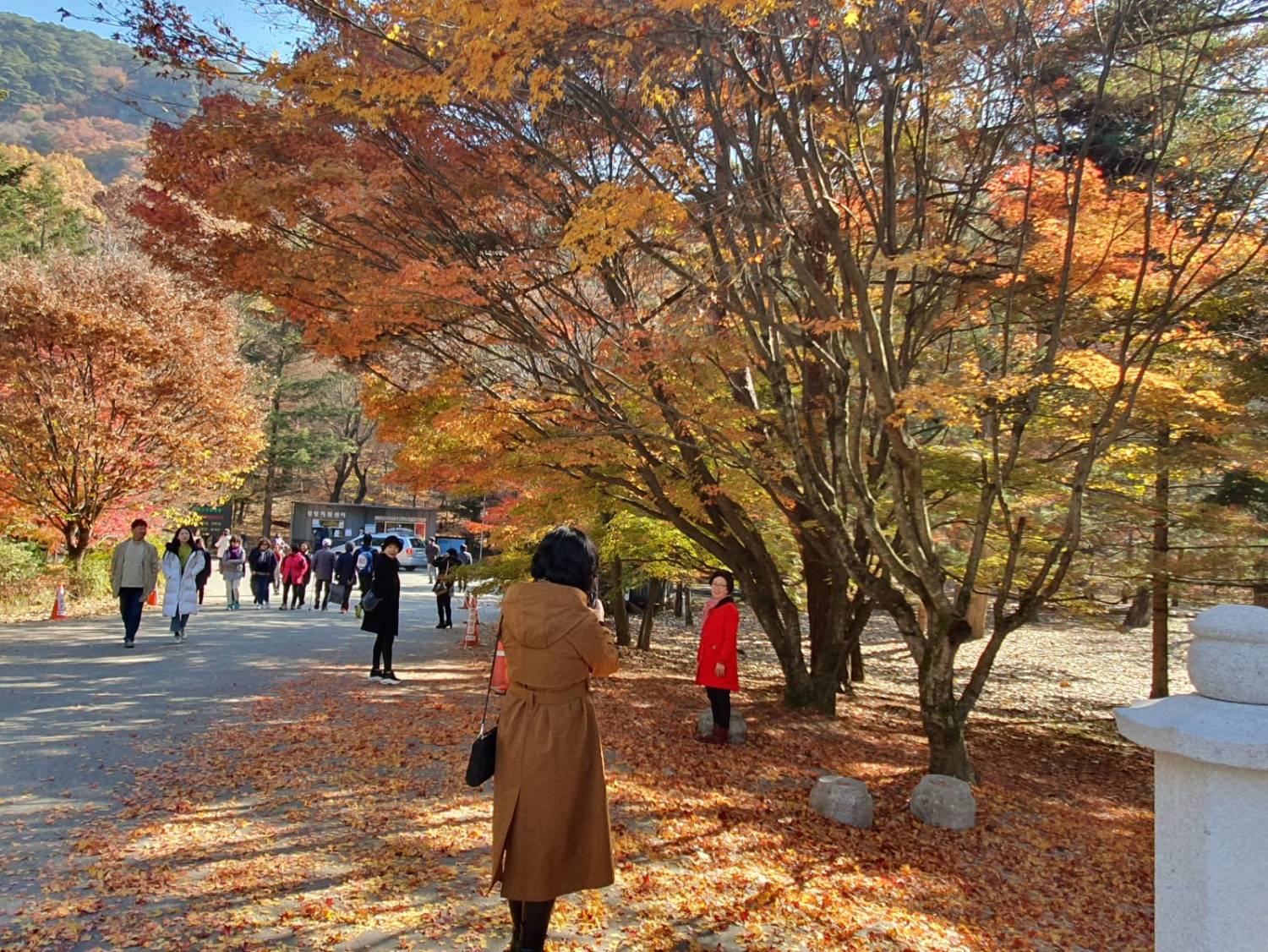 (團號:MT-01) (10月&11月份) 追楓葉銀杏韓劇美景拍攝地健行 一天團