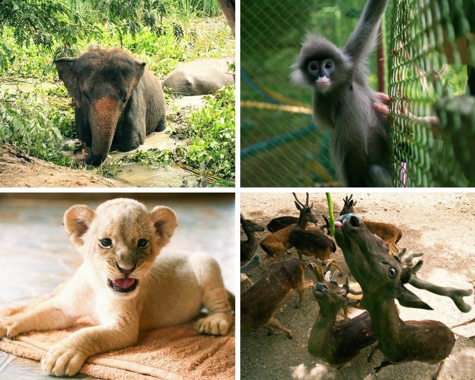 (團號:KSP01) 北碧府野生動物園, 桂河大橋, 精華景點一天團