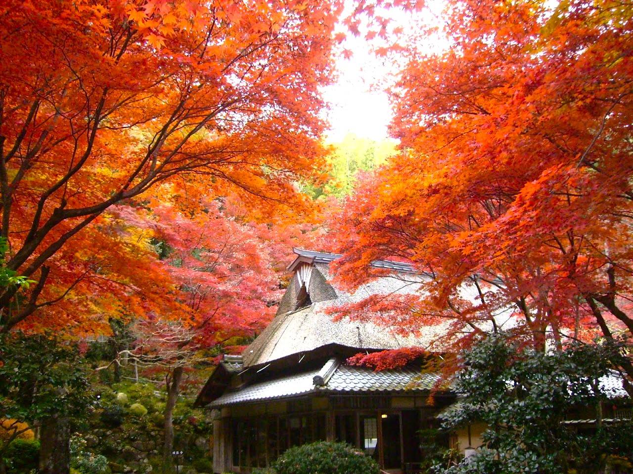 大阪出發◆紅葉賞楓名所秘境◆琵琶湖一天遊【牧野町杉木道 ▎長濱市雞足寺   】(KOB-01A)