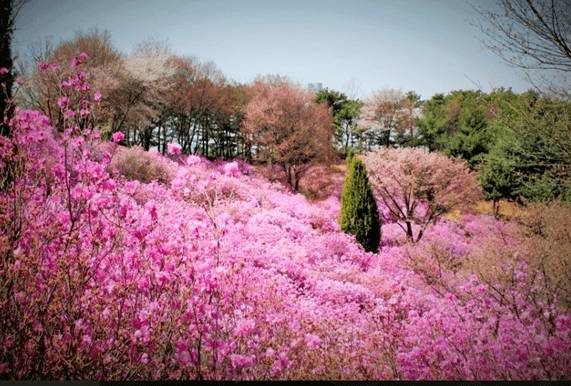(團號 : DS-01) 草莓農場＋富平地下街•杜鵑花&櫻花之旅 1天團