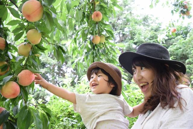 東京出發◆富士山花田,清里高原,時令果園 溫泉 2天團【大石公園花海、清里高原1900公尺的山頂絕景+斜坡滑車、入住八岳森林小木屋】KTK-02A2