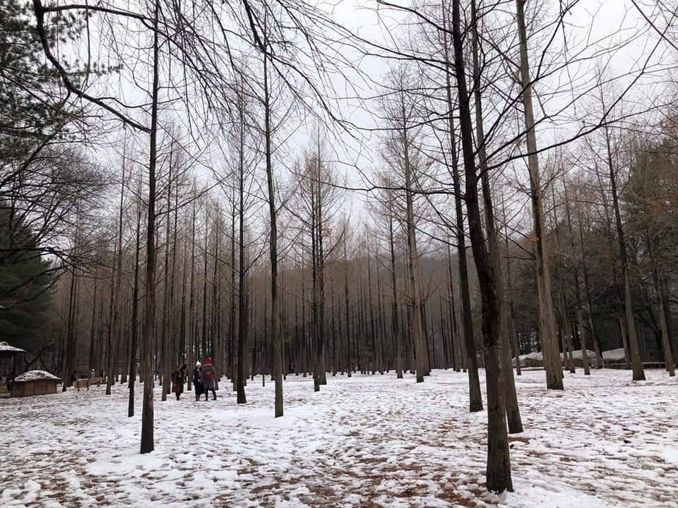 (團號:SN-01) 南怡島,EOBI冰谷,羊牧場,浪漫夜遊晨靜樹木園,草莓一天團