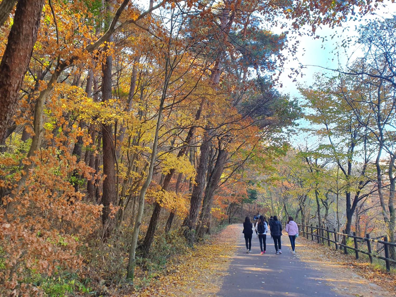 (團號:MT-01) (10月&11月份) 追楓葉銀杏韓劇美景拍攝地健行 一天團