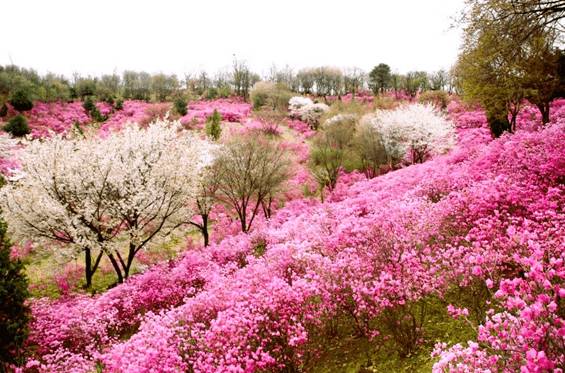 (團號 : DS-01) 草莓農場＋富平地下街•杜鵑花&櫻花之旅 1天團