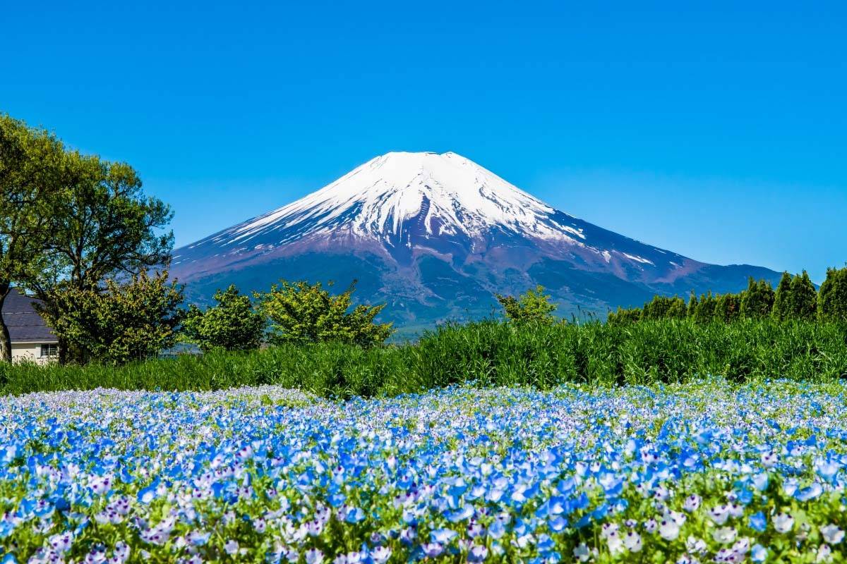 山中湖時令季節花海 滿盛!!玩轉富士山 輕井澤夢幻美景 2天團【山中湖、果園任食、入住八岳森林小木屋】KTK-02H2